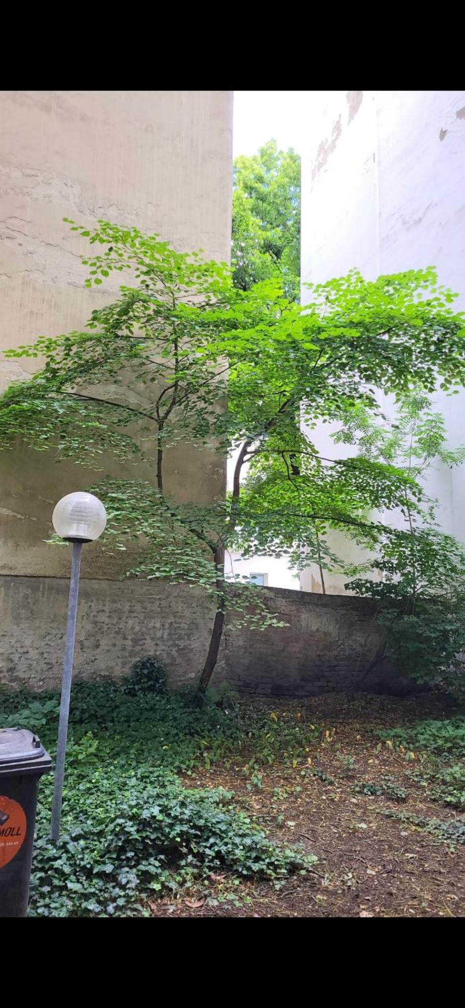 Schoene Altbauwohnung Wien Zentrum Brigittenauer Laende 32 Eksteriør billede